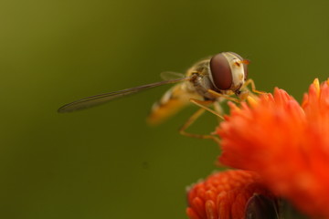 Syrphe