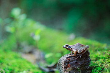 ヤマアカガエル