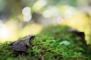 ヤマアカガエル