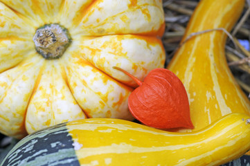 Lampionblume und Zierkürbisse