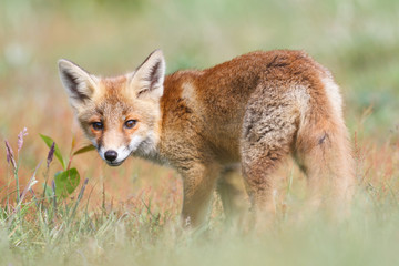 red fox cub