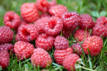 Raspberries
