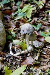 umbrella-mushroom