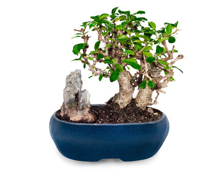 miniature bonsai tree and stone in blue pot isolated on white ba