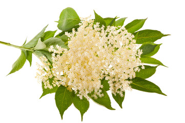 Elder flowers