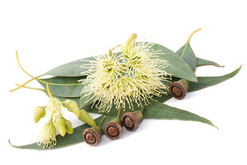Eucalyptus © Scisetti Alfio