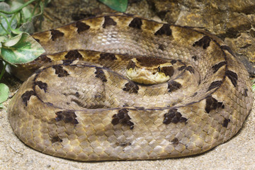 Obraz premium Matayan Pit Viper