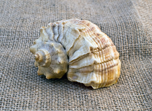 Nautilus Shell on sacking burlap