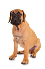 little puppy bullmastiff