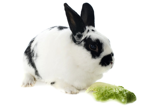 Young Dwarf Rabbit