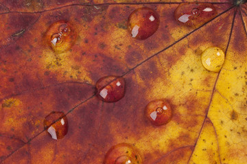 Raindrops on an Autumn Leaf