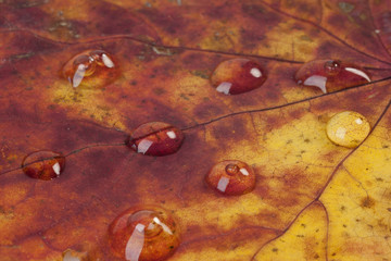 Raindrops on an Autumn Leaf