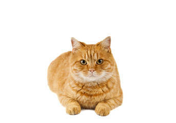 ginger cat isolated