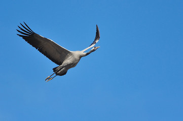 Obraz premium common crane in flight