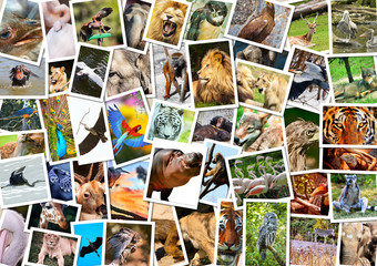 Fototapeta premium Kolaż różnych zwierząt