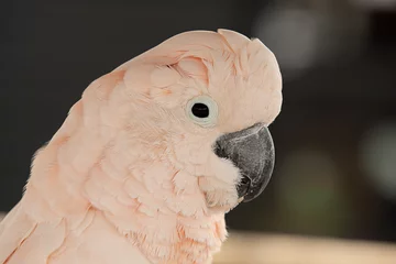 Crédence de cuisine en verre imprimé Perroquet pink parrot 7070