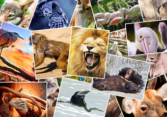Fototapeta premium Kolaż różnych zwierząt