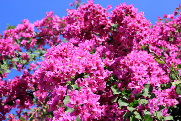 Obraz premium blooming bougainvillea