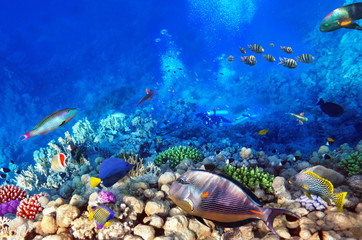 Fototapeta na wymiar Nurkowie, rafy i ryby w Czerwonej Sea.Egypt