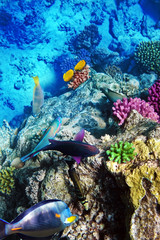 Coral and fish in the Red Sea.Egypt