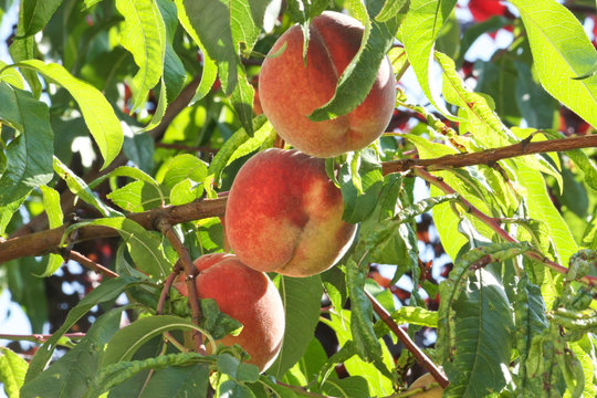 Pfirsiche - Peaches