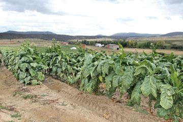 Campo de  tabaco, nicotinia tabacum, Holguera, España