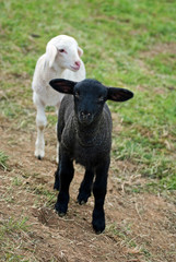 Schwarz und wei&szlig;