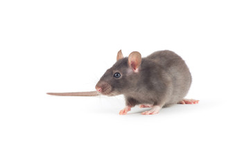 rat