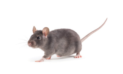 rat