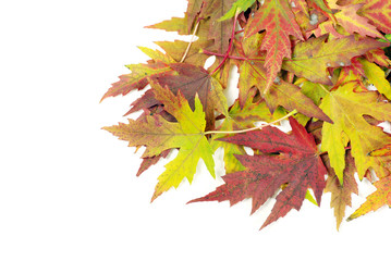 autumn maple leaves