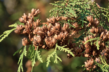 Branch of a thuja with seeds