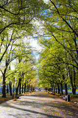 Pathway through the autumn park