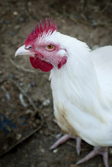 White chicken