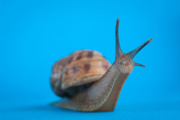 Garden snail isolated on blue background.