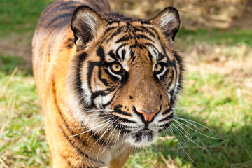 Fototapeta na wymiar Zamknij z Tygrys sumatrzański w popołudniowym słońcu