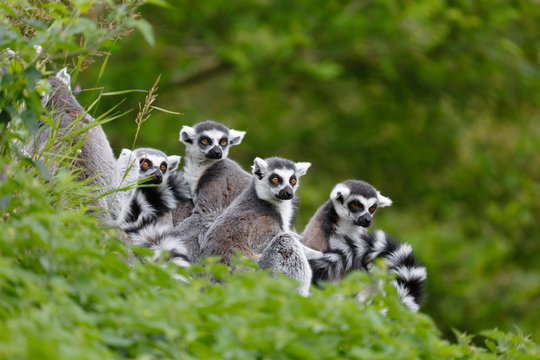 Lemur family