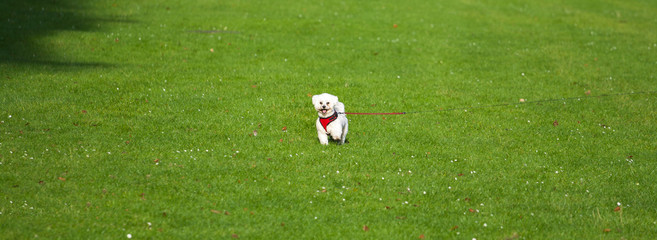 Small dog in the middle of the field