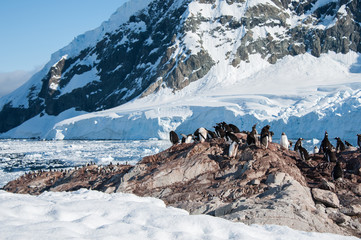 Gentoo penguins colony on the beach, Antarctica