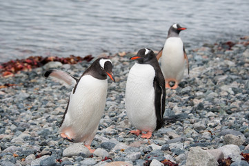 Obraz premium Gentoo penguins walking on the beach, Antarctica