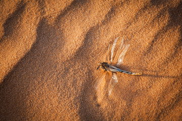 Dead dragonfly on the sand