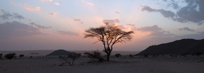 Arbre dans le désert du Sahara, coucher de soleil