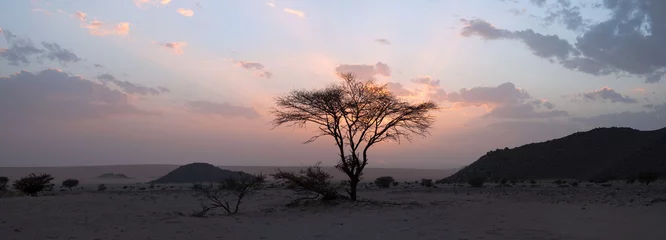 Foto op Plexiglas Algerije Boom in de Sahara woestijn, zonsondergang