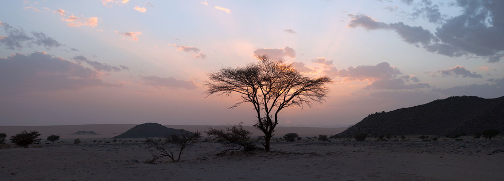 Tree in the Sahara desert, sunset