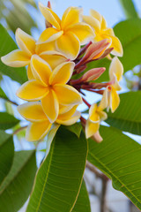 bouquet de frangipanier jaune