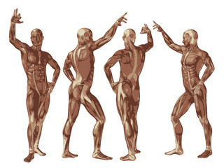 Fototapeta na wymiar High resolution conceptual human 3D anatomy body with muscle