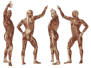 Naklejka premium High resolution conceptual human 3D anatomy body with muscle