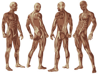 Fototapeta na wymiar High resolution conceptual human 3D anatomy body with muscle
