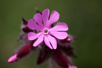 Rosarotes Weidenr&ouml;schen