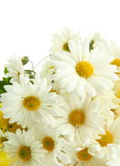 bouquet of beautiful daisies flowers, isolated on white