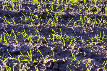 fresh autumn crop sprouts on field